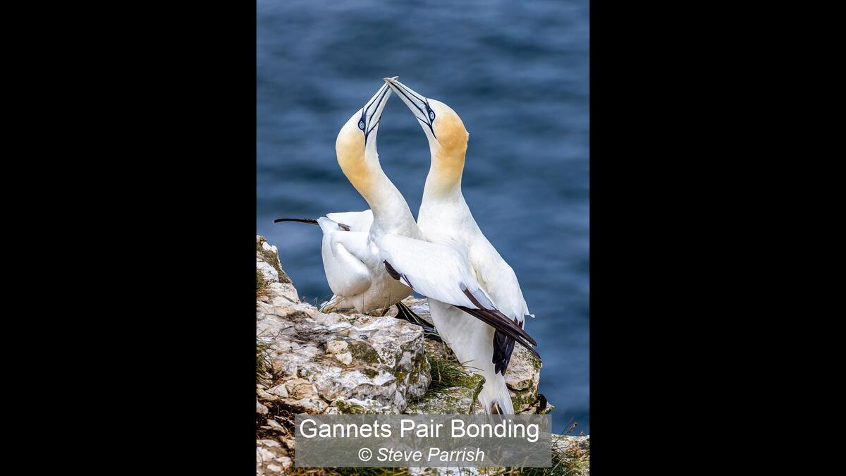 Gannets Pair Bonding